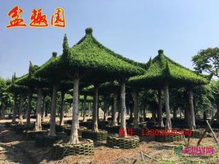 四角亭
