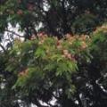 雨豆树