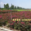 小叶紫薇
