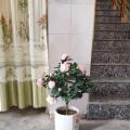茶花
