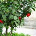 大茶花