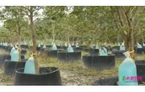 台州玉环：湿地公园树木集体“喝”上营养液