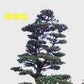 黑松
