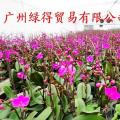 薄膜温室 pep利得膜 薄膜