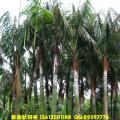 红领椰子 红冠椰子