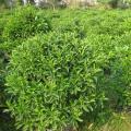 非洲茉莉（灰莉）
