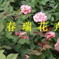 红帽月季
