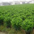 非洲茉莉