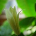 白兰花