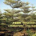 锦叶榄仁
