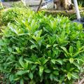 非洲茉莉