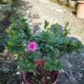 粉花小叶杜鹃（春娟）