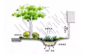 如何打造一个雨水花园？看这里~
