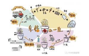小镇活动 | 走在陈村年桔文化传承的路上