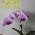 蝴蝶兰