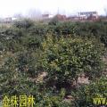 勾骨，构骨盆景，构骨苗