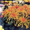 菊类 菊花种苗 