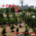 台湾罗汉松