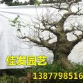勒杜鹃