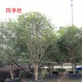 四季桂