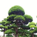 日本罗汉松