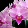 蝴蝶兰（甜蜜蜜）