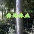 竹柳2013最新价格