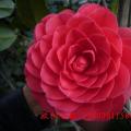 茶花