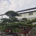 台湾罗汉松