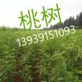 油桃
