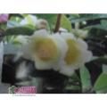 金花茶