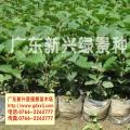黄花风铃木