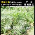 美丽针葵