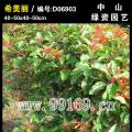 希美丽