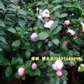 塔米亚茶花