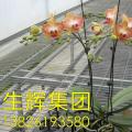 蝴蝶兰