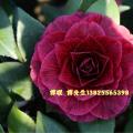 茶花黑贝拉