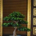 罗汉松