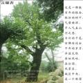 银杏