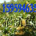 桂花