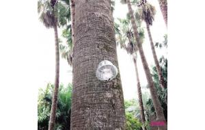 厦门：园林部门“以虫治虫” 防治棕榈科植物病虫害