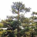 本地罗汉松