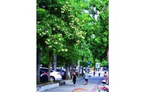 盆架子树太臭市民闹心 海口园林:以后一般不会再种 盆架子树太臭市民闹心 海口园林:以后一般不会再种