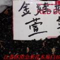 白皮松