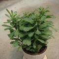 其它观叶植物