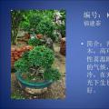 福建茶