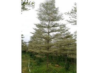 锦叶榄仁