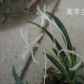 风兰[白花风兰]