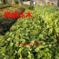 无忧树