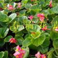四季海棠